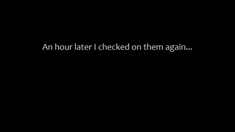 Sleepover - Bambi Brooks & Parker Swayze-Family Therapy