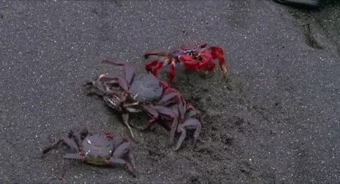 Human Animals (1983)