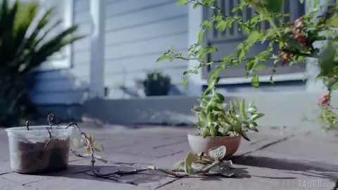 PureTaboo – Future Darkly Pandemic Kate And The Free Man Cherie Deville